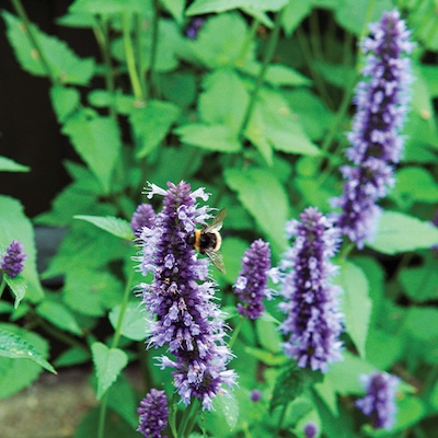 Agastache bee