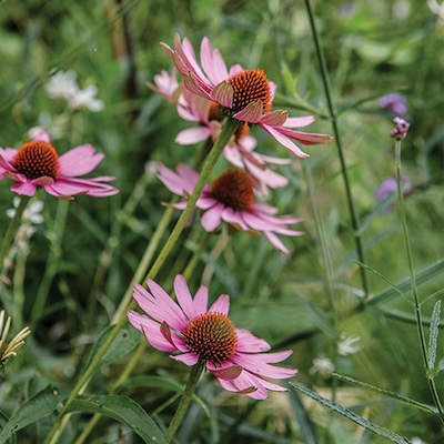 Echinacea