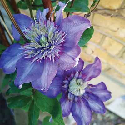 Clematis