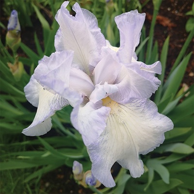 Iris