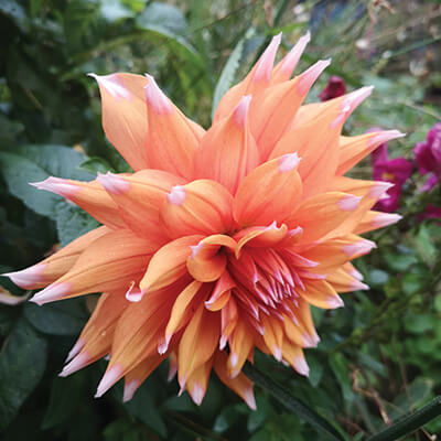 Dahlia