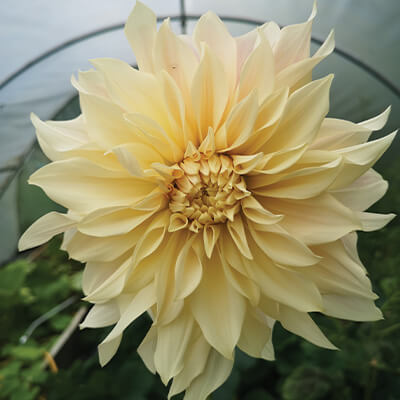 Dahlia