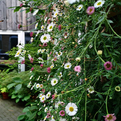 Sweetpea tunnel