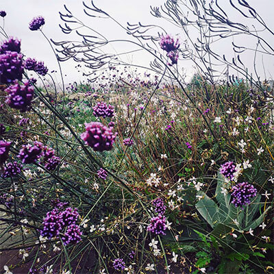 Verbena in a meadow