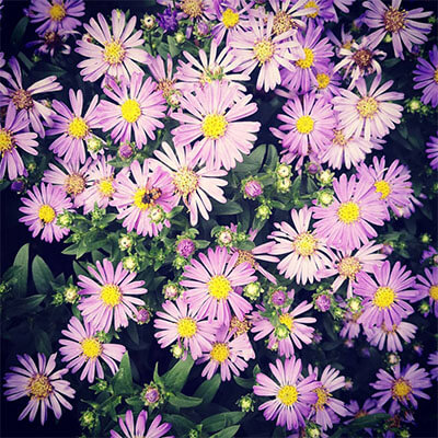 Aster flowers