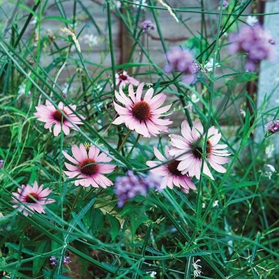 Echinacea