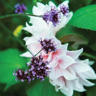 Dahlia and Verbena