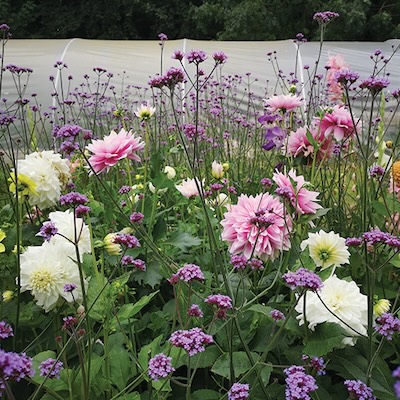 Dahlias