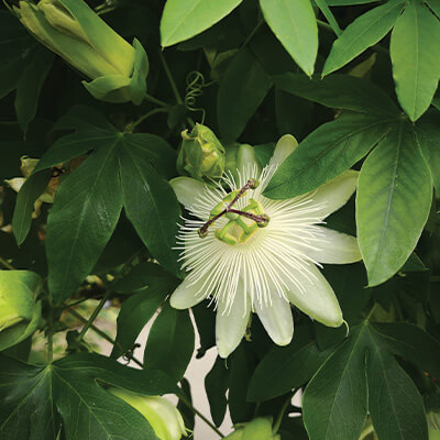 Passion Flower