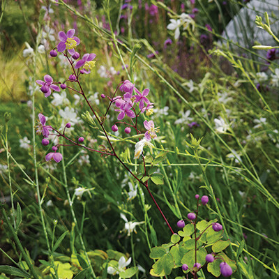 Thalictrum