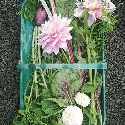 Vegetable basket